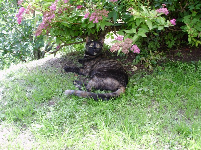 Lieblingsplatz im garten