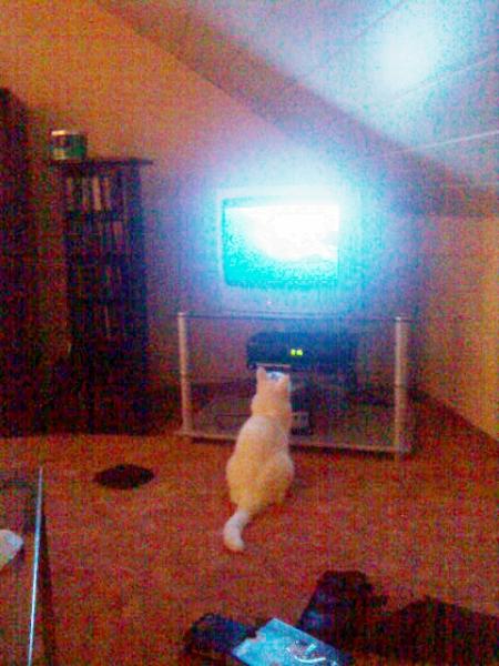 Lili guckt tv