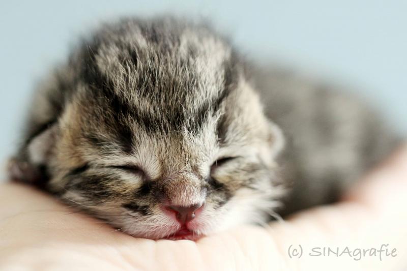 Lille &amp; Fino (c) Sina Jakubzig