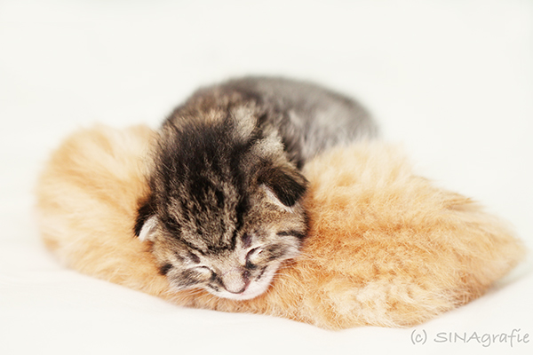 Lille &amp; Fino (c) Sina Jakubzig