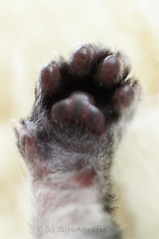 Lille &amp; Fino (c) Sina Jakubzig