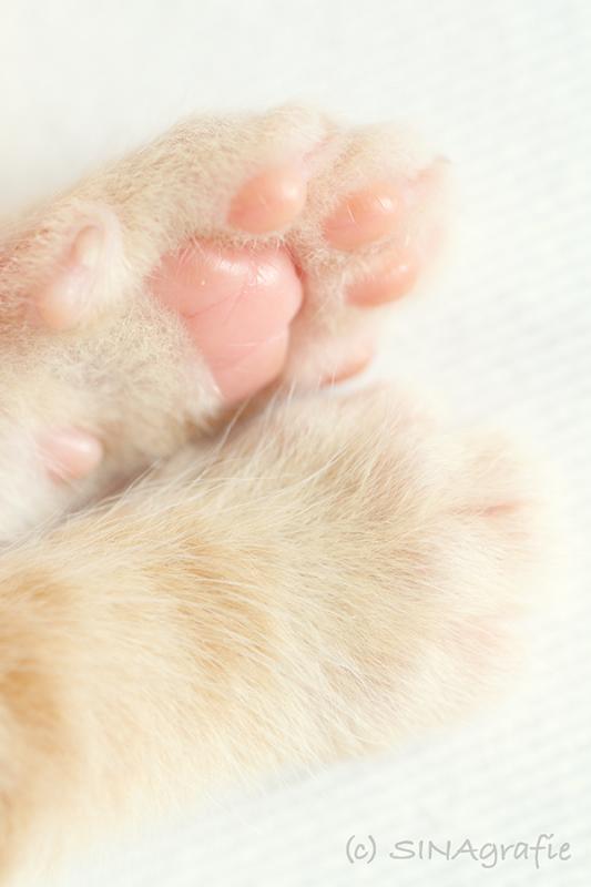 Lille &amp; Fino (c) Sina Jakubzig