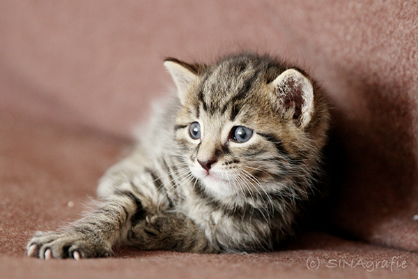 Lille &amp; Fino (c) Sina Jakubzig