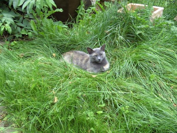 Lillepuppe im Grasbett