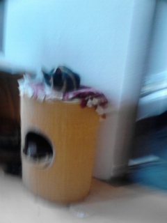 Lilly auff die Katzen tromel