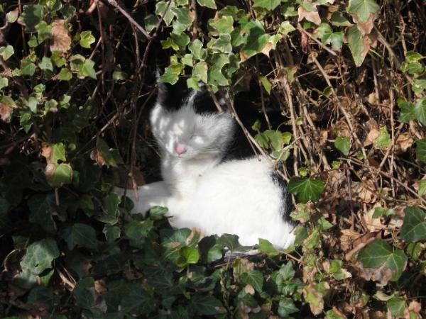 Lilly in Ihrer Schlaföhle in der Hecke
