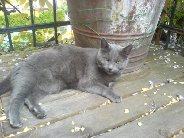 Lilly-Maus 2004-2018