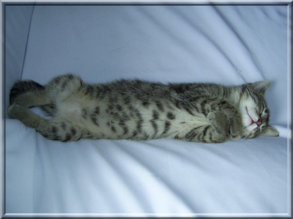 Lilly mit ca. 12 Wochen