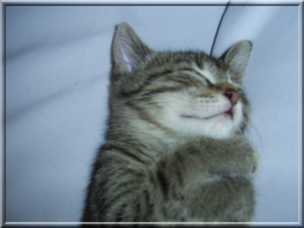 Lilly mit ca. 12 Wochen