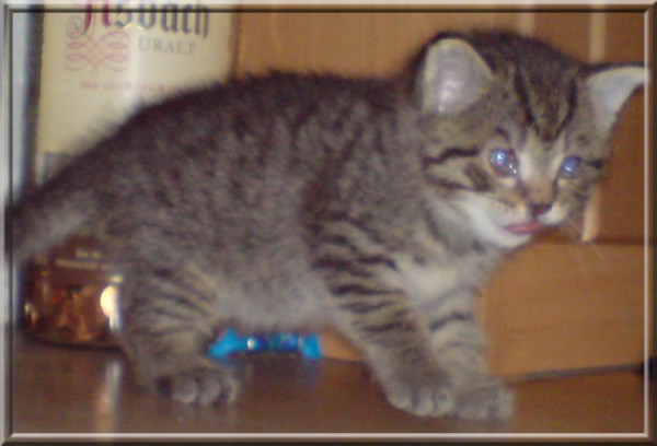 Lilly mit ca. 4 Wochen