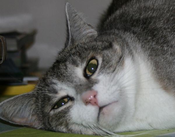 lilly mit minze an der nase :-)