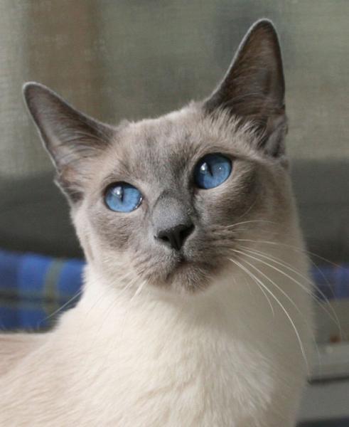 Lilly mit schmachtendem Blick