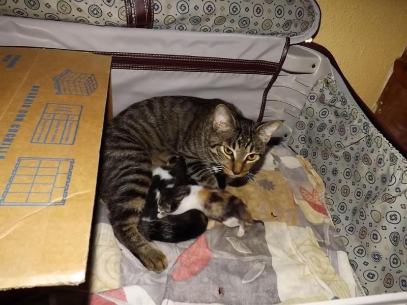 Lily und Babies sind in einen Koffer im Schrank umgezogen