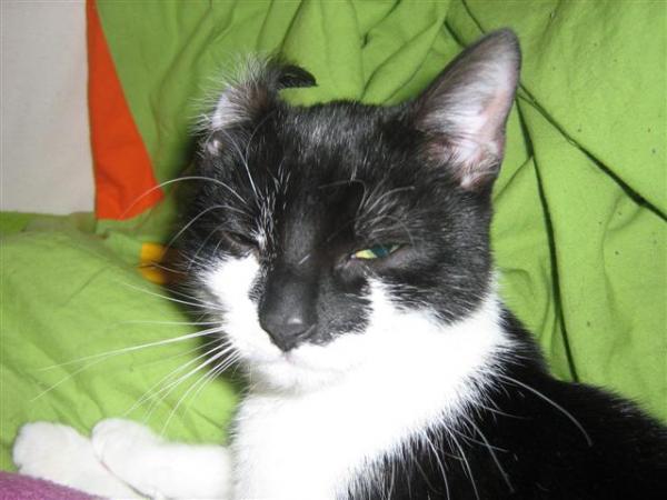 Lina ein echter EKH-Fold :D