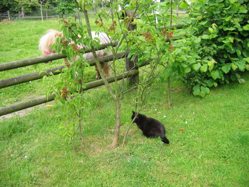 Lizzy interessiert sich für Shetty Genti