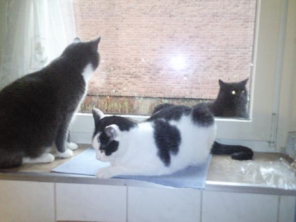 Louis , Lady und unser Lucky der leider mit 2,5 Jahren an Krebs gestorben ist :((