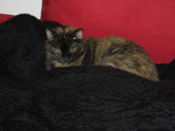 Loulou wie wir sie nie vergessen werden