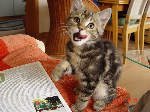 Lucard ca 3 Mon., klein und wild und hat uns immer zum Lachen gebracht