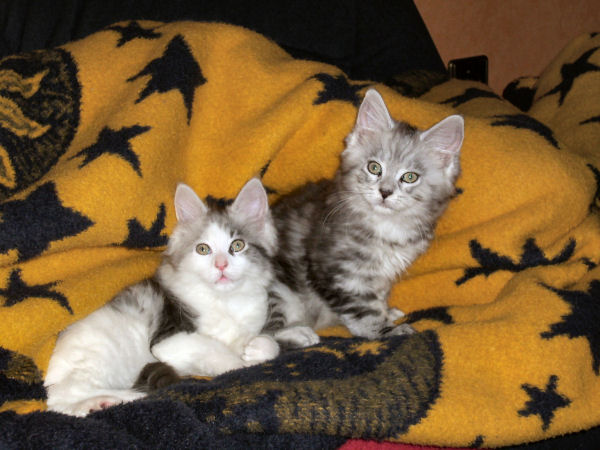 Lucky und  Moritz
knappe 10 Wochen alt