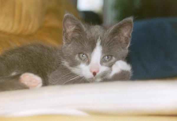 Lucky wurde leider nur 3 Jahre alt und denke mal, das sich da ein Kartäuser eingemischt hat