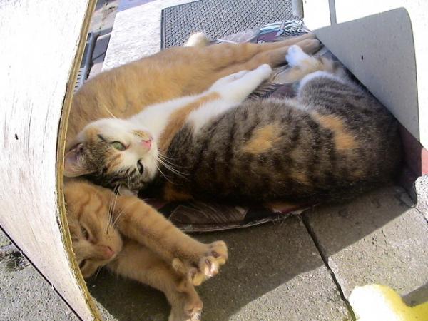 Lucy (rechts) und mein verstorbener Kater Tiger :(