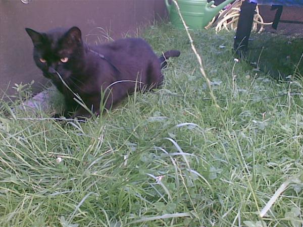 Luzi damals auf Pirsch im Garten....