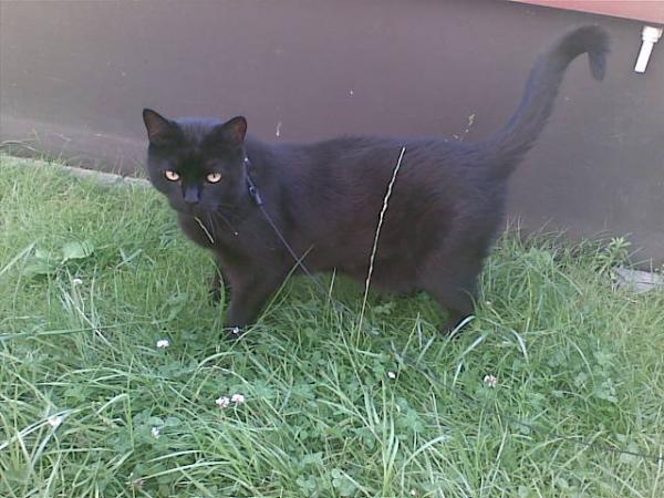 Luzifer liebte den Garten... dieses Bild entstand einen Tag bevor die FIP sich bemerkbar machte....