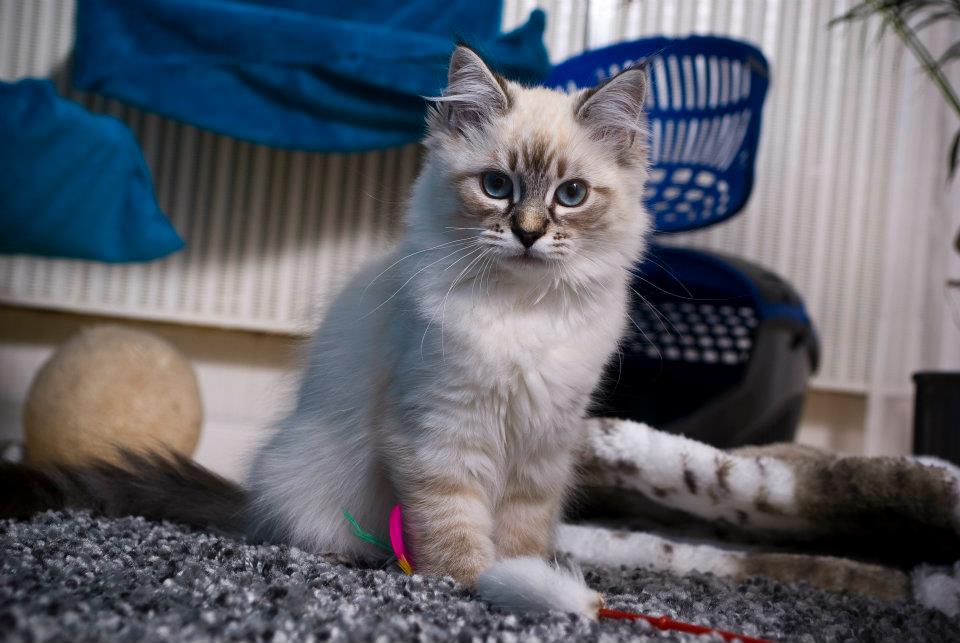 Mabel mit ca. 18 Wochen