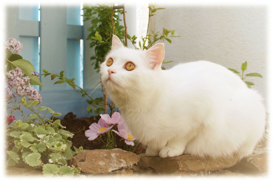 macht er sich nicht gut im Garten?