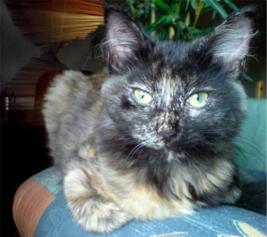 Madame Sommersprosse :P