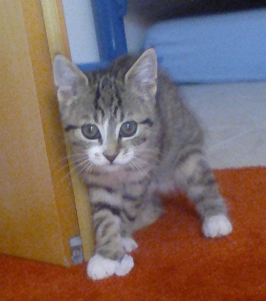 Maja überlebte als Einzige vom ganzen Wurf. Die Mutter ist umgekommen und die Geschwister von Maja sind alle verhungert.