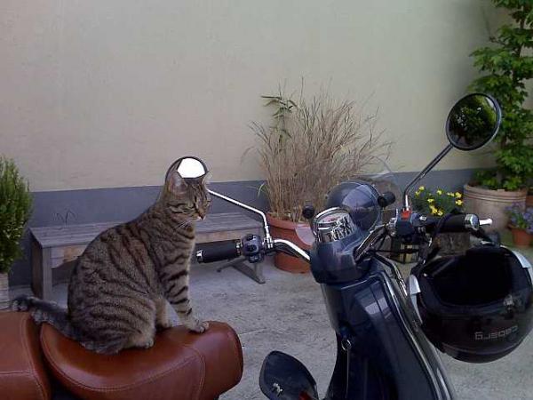 Malu, die begeisterte "Rollerfahrerin"