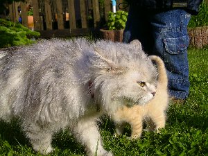 Mama Smilla - etwas zerzaust