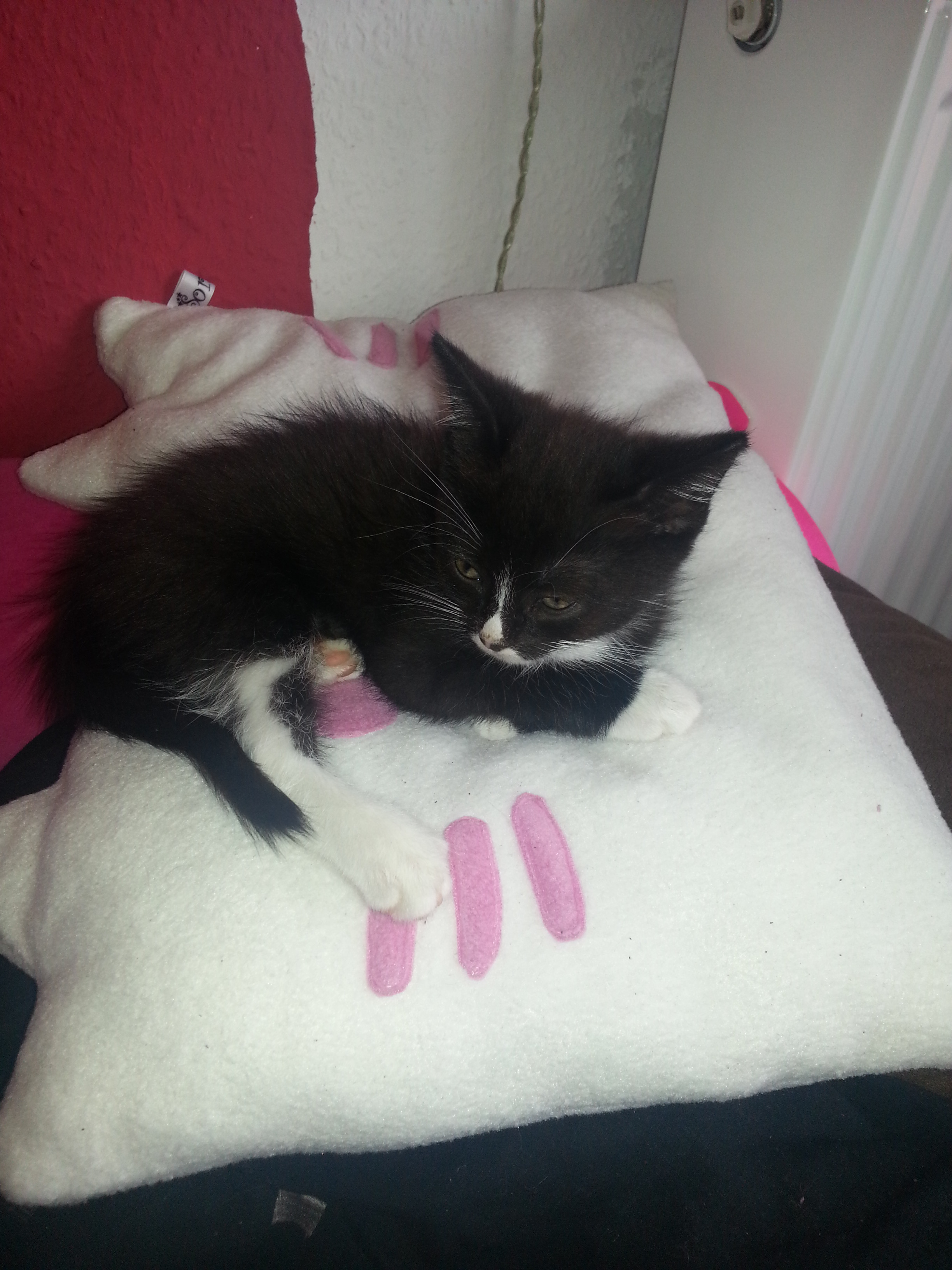 Mama's Kissen klauen