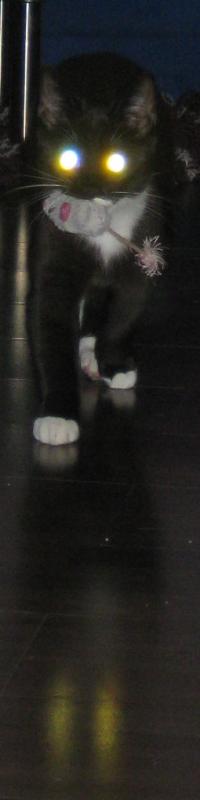 Man beachte die leuchtenden Augen ;-)