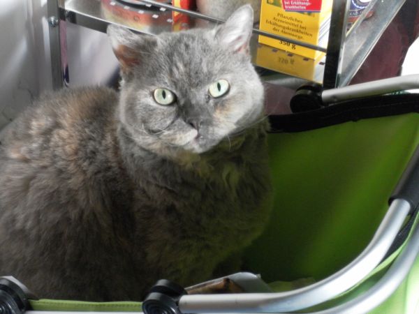 marzipanschnecke:-)))