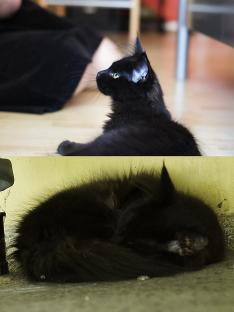 Mathilda beim Spielen und Schlafen - unter der Badewanne.