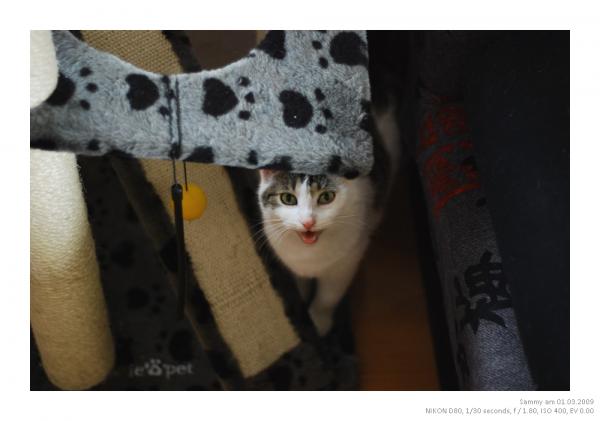 Maunz ? Futter ? Scheiß Paparazzis - geh FOTT mit deiner Cam!!