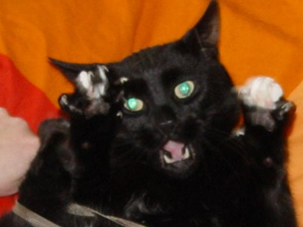 Maximus - Mad and Angry :- ) !