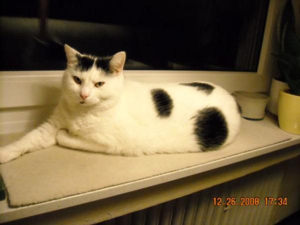 Maya abends Fensterbank