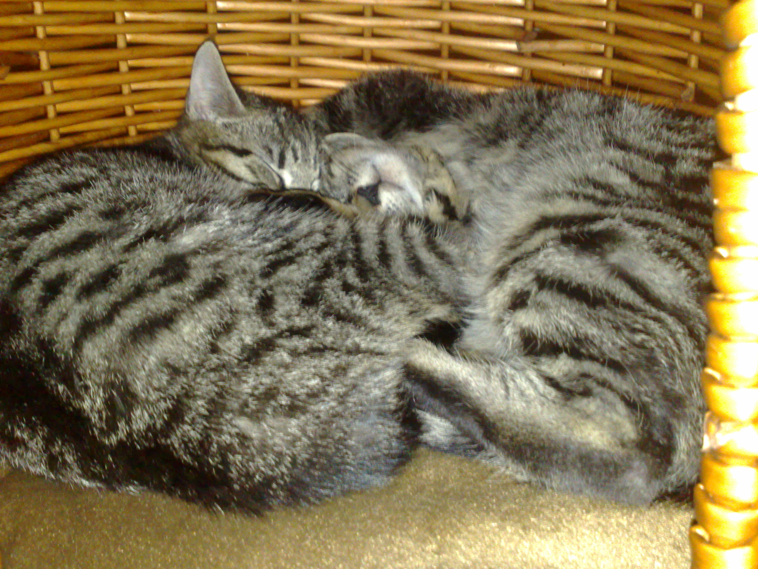 Maya und Thommy 10..01.2014 009