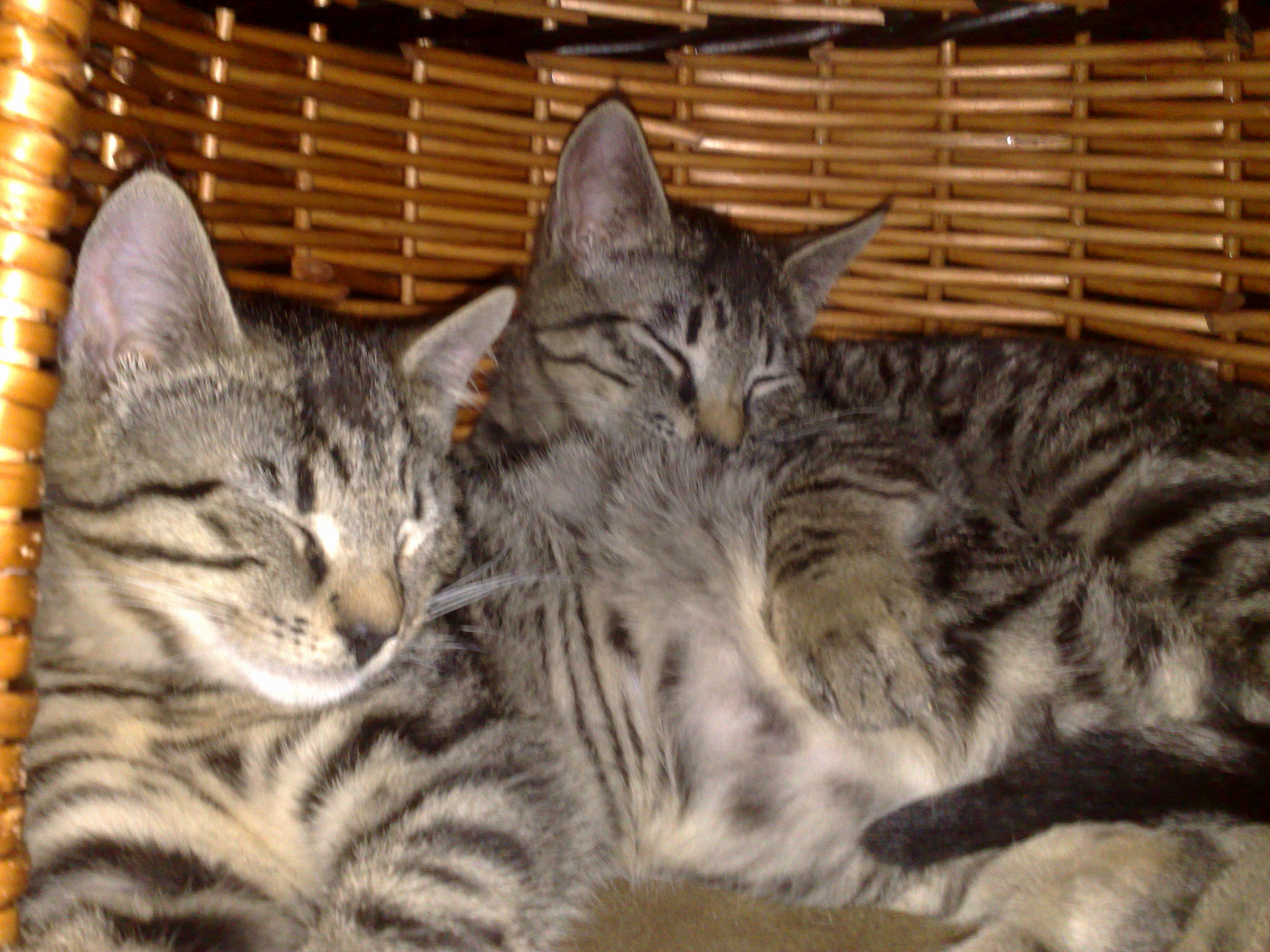 Maya und Thommy 31.01.2014 018