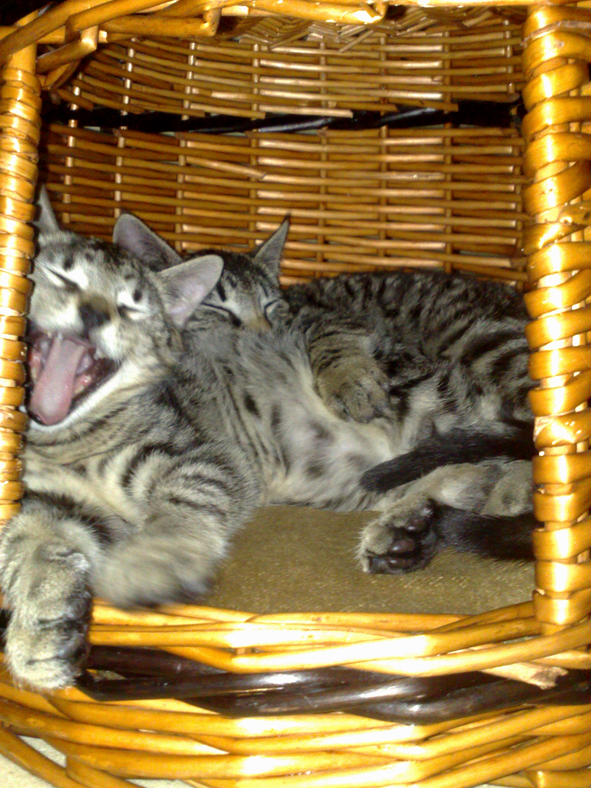 Maya und Thommy 31.01.2014 019