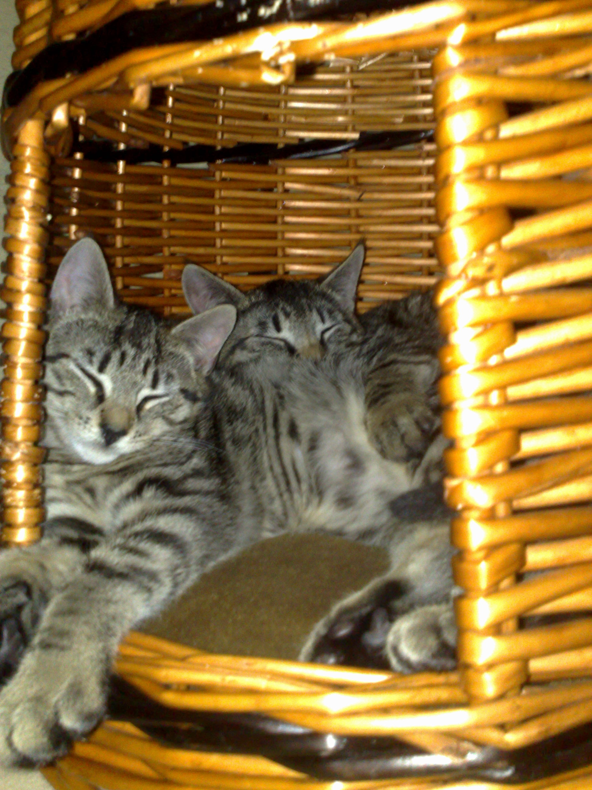 Maya und Thommy 31.01.2014 020