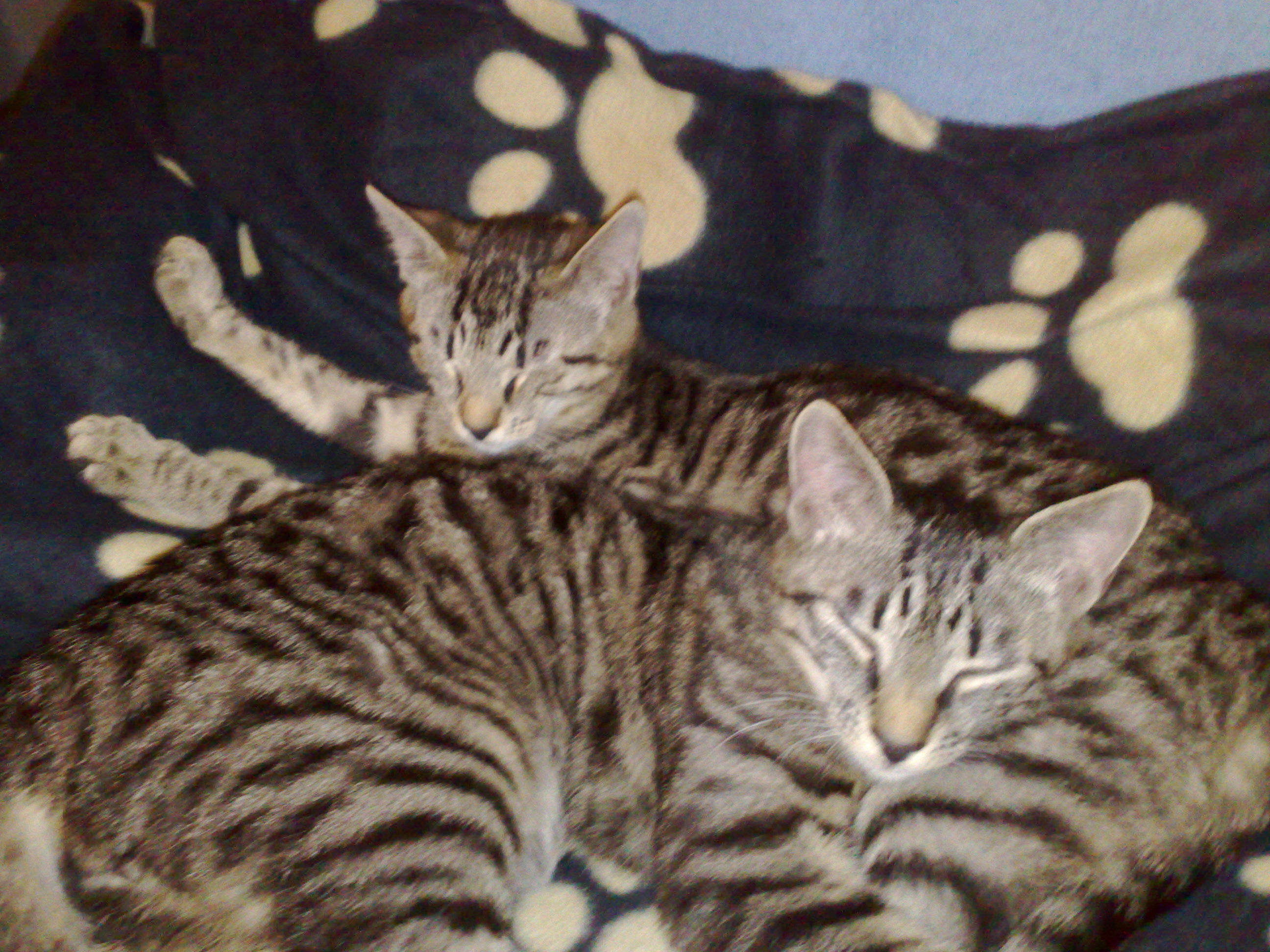 Maya und Thommy bis 18.02.2014 008