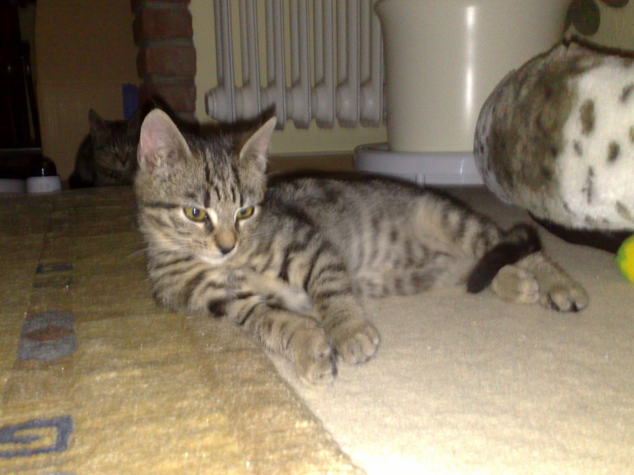 Maya und Thommy bis 30.Dez.2013 029