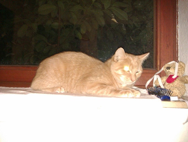 Meau auf der Fensterbank