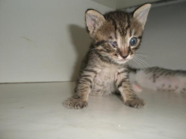 Mein Auge wird schon besser aber sehen kann ich nur mit links.Das stört mich aber nicht,wenn ich meine Geschwister ärgere!!