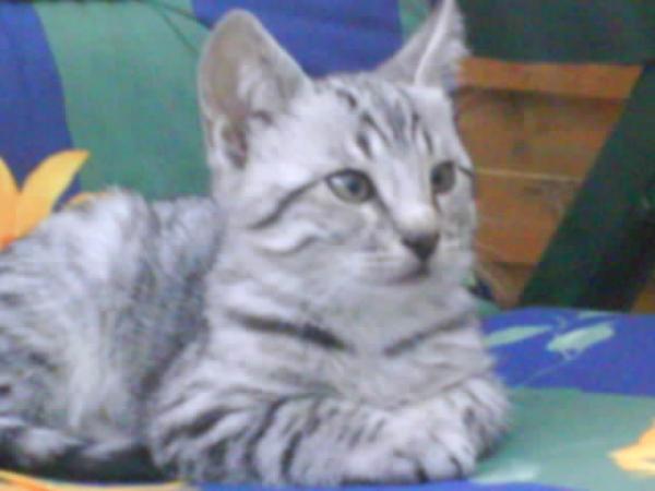 mein felix 13 wochen alt :) da war er noch so süß und lieb ...jetz ist er süß und frech :D