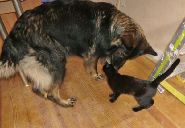 Mein Hauptproblem war ja eigentlich Hund und Katz aneinander zu gewöhnen...